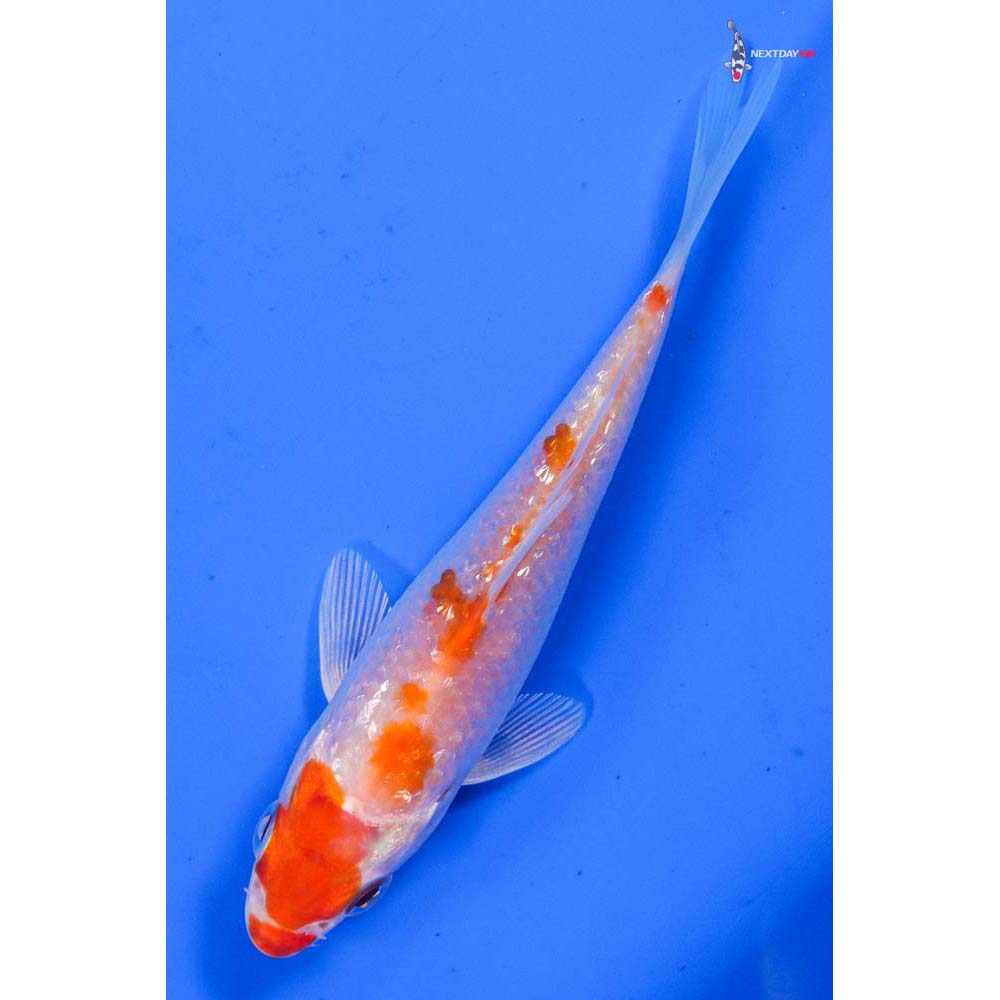 4” Imported Gin Rin Hariwake