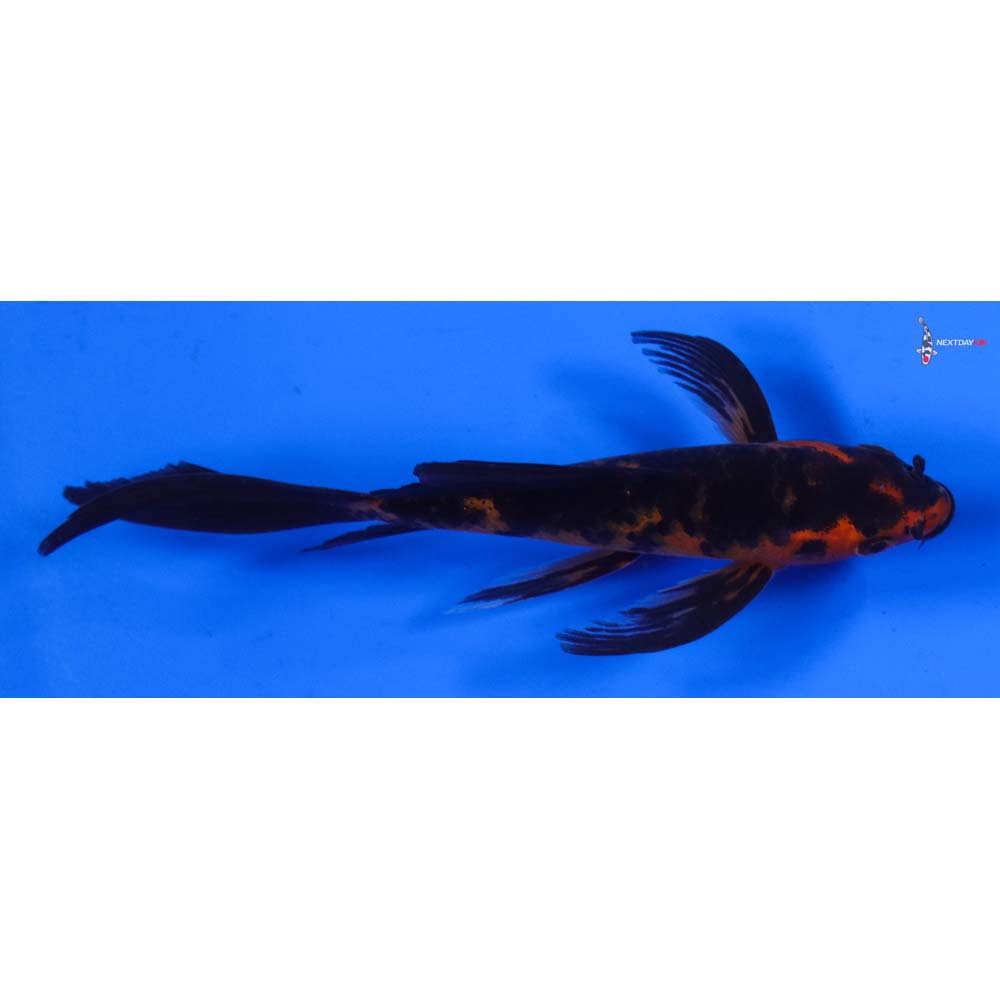 4.5” Imported Aka Bekko Butterfly Koi