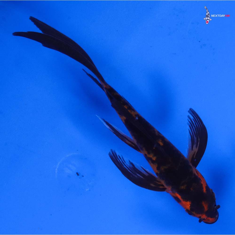 4.5” Imported Aka Bekko Butterfly Koi