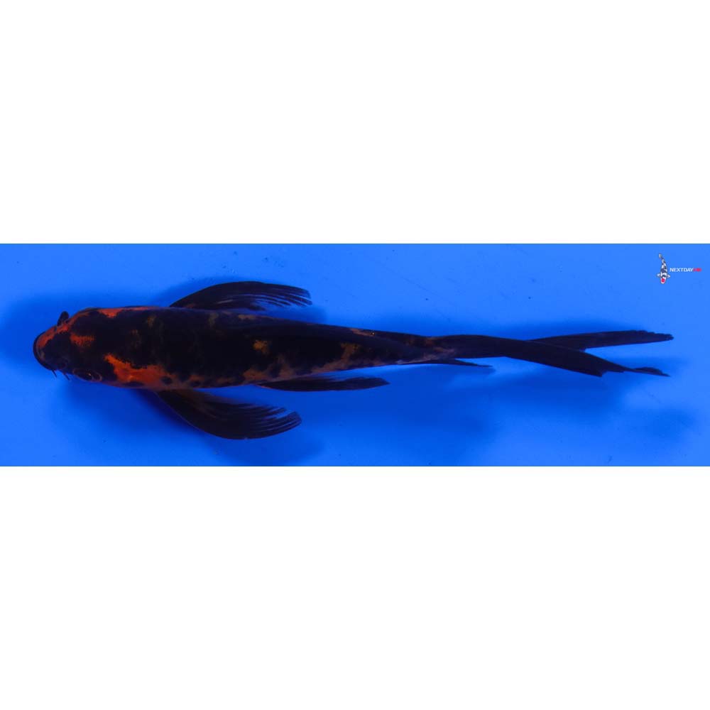 4.5” Imported Aka Bekko Butterfly Koi