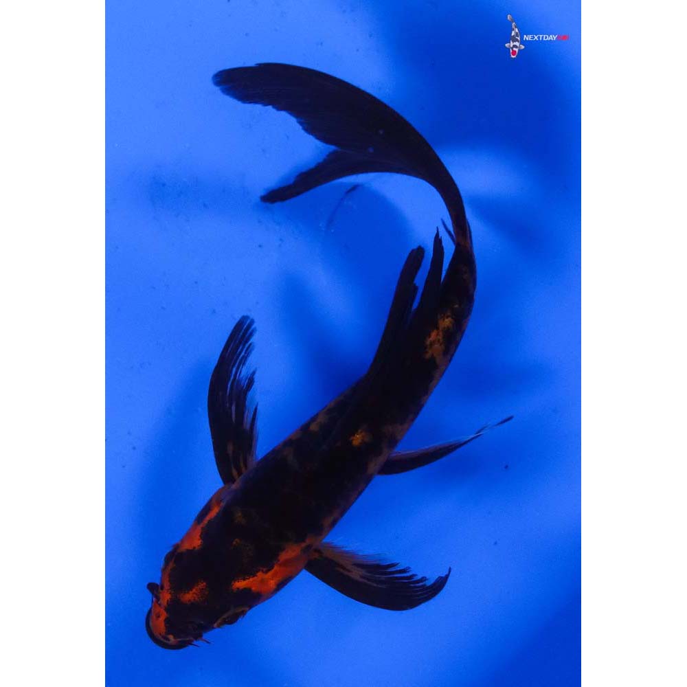 4.5” Imported Aka Bekko Butterfly Koi