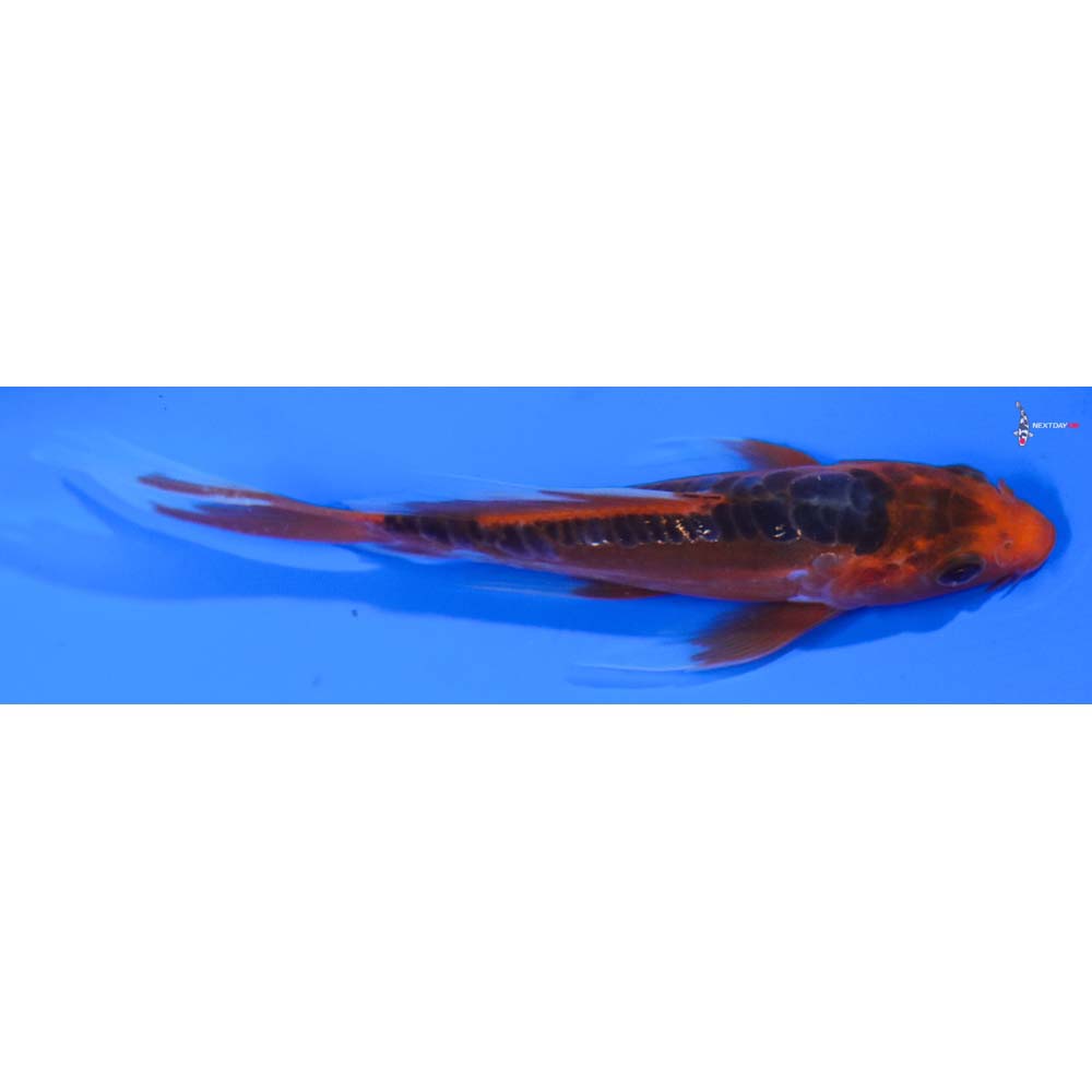4.5” Imported Hana Shusui Butterfly Koi