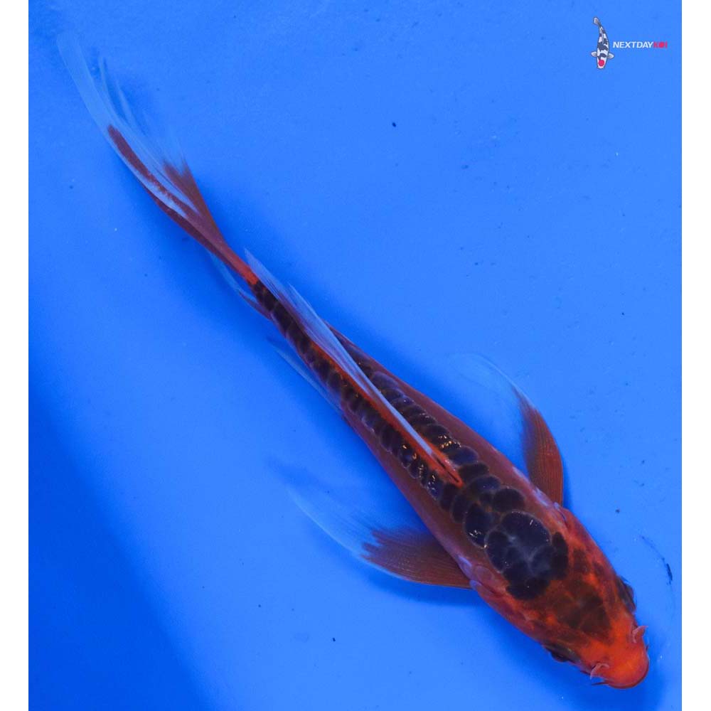 4.5” Imported Hana Shusui Butterfly Koi