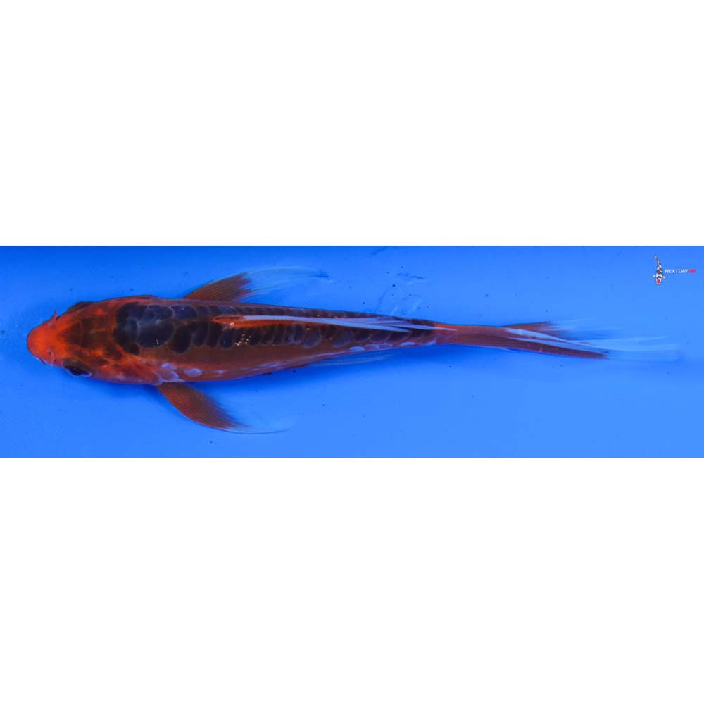 4.5” Imported Hana Shusui Butterfly Koi