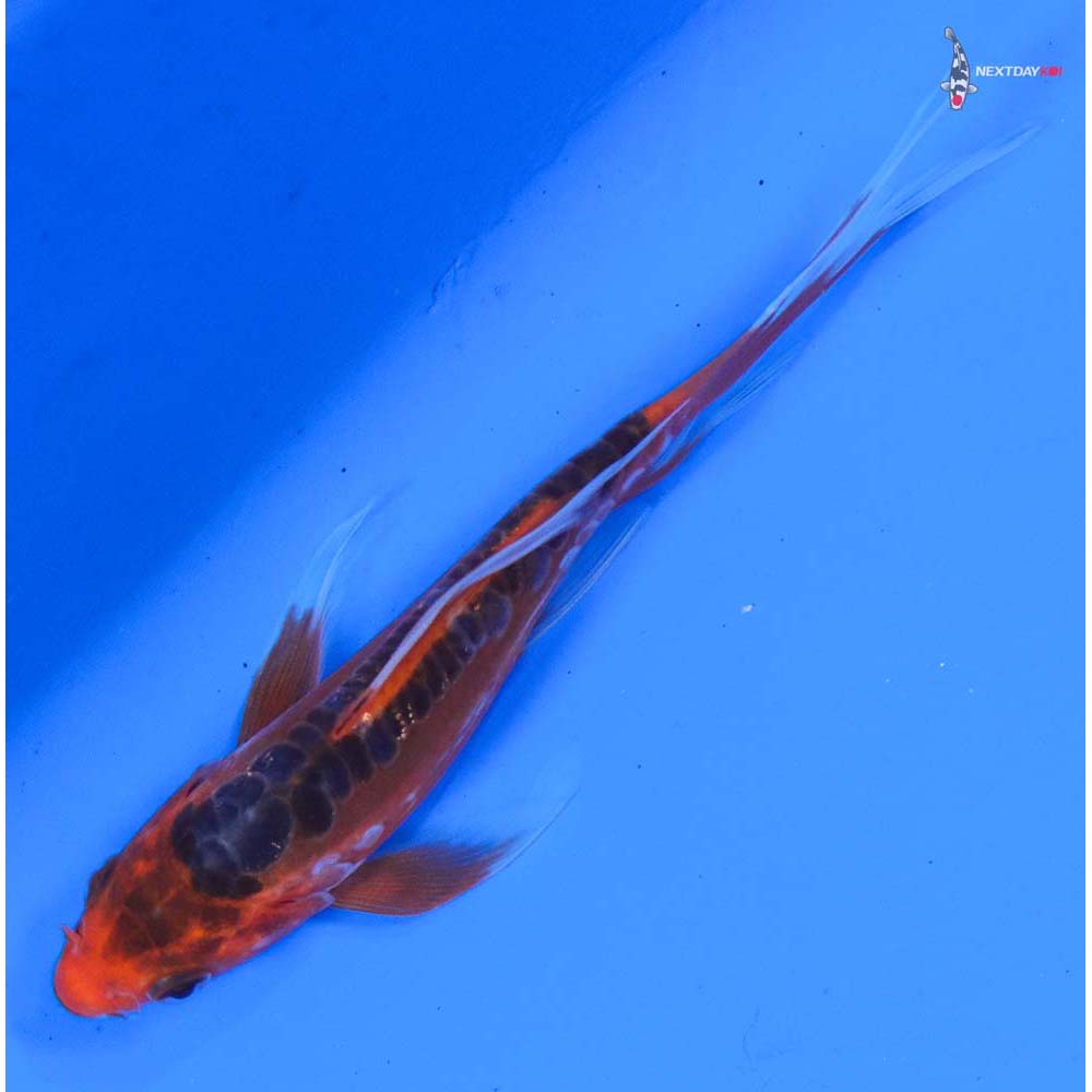4.5” Imported Hana Shusui Butterfly Koi