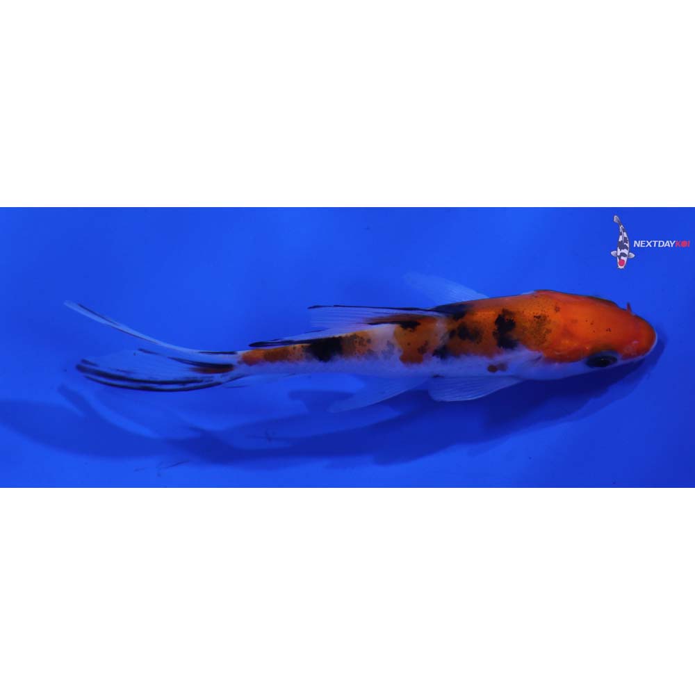 3.5” Imported Sanke Butterfly Koi