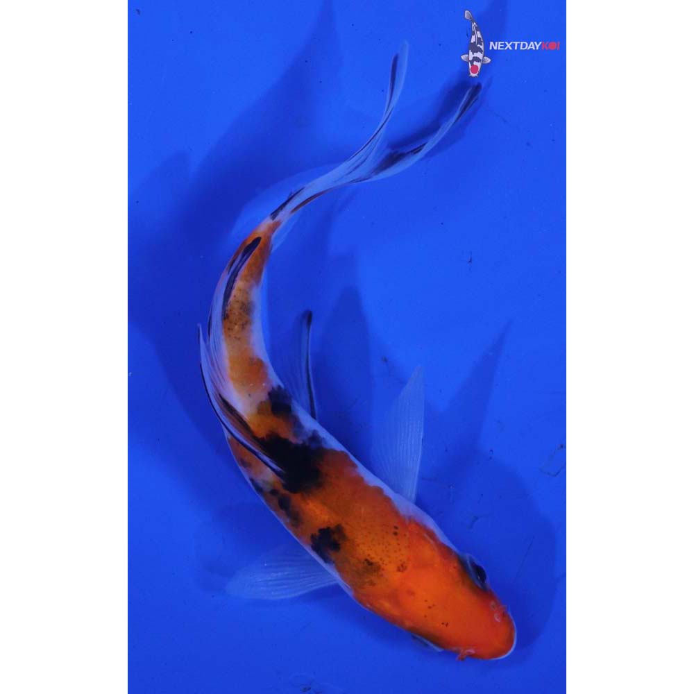 3.5” Imported Sanke Butterfly Koi