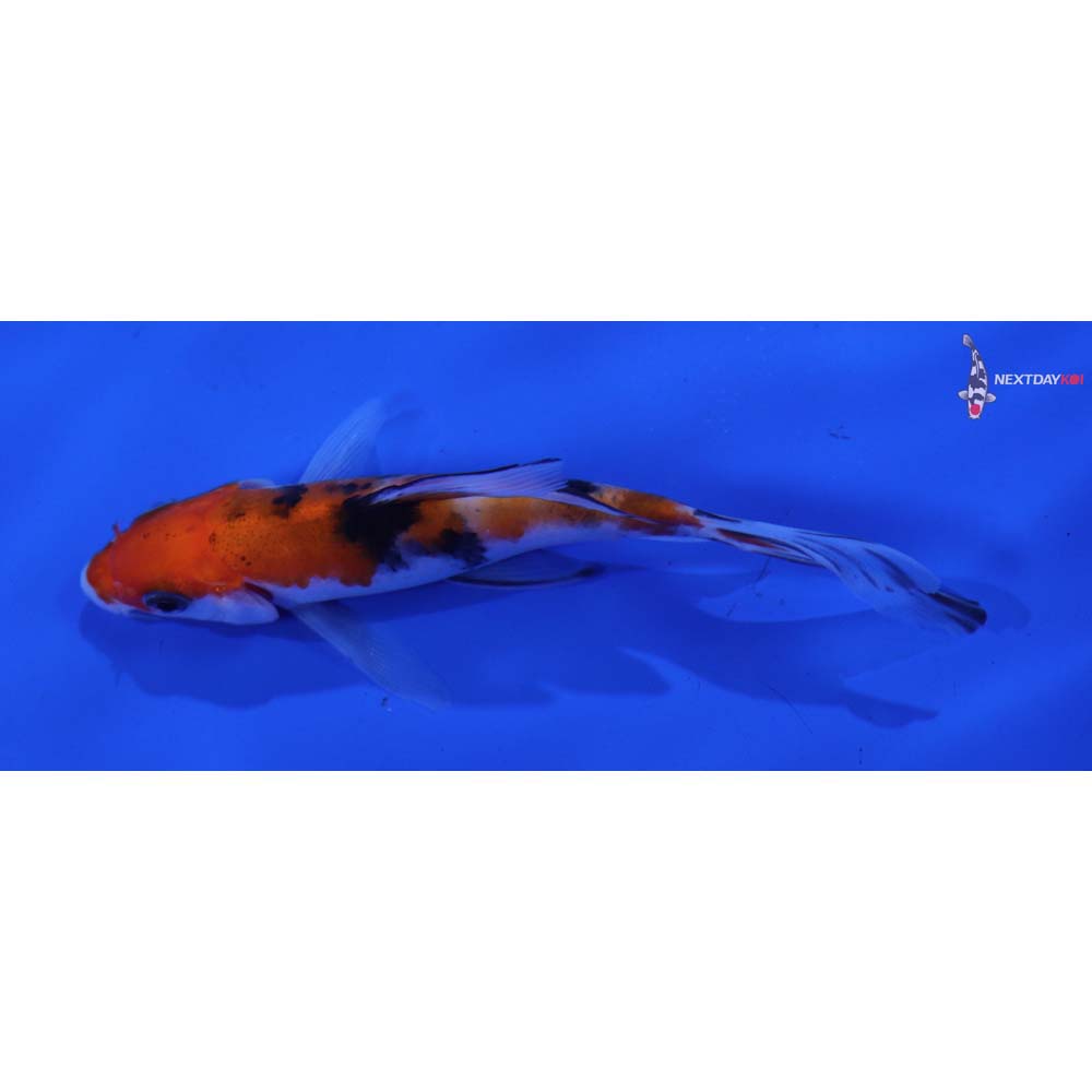 3.5” Imported Sanke Butterfly Koi