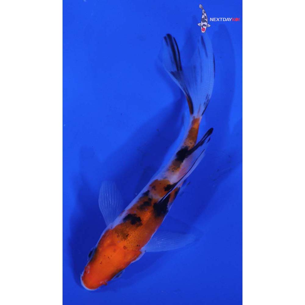 3.5” Imported Sanke Butterfly Koi