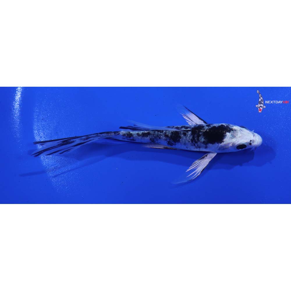 4” Imported Gin Shiro Bekko Butterfly Koi