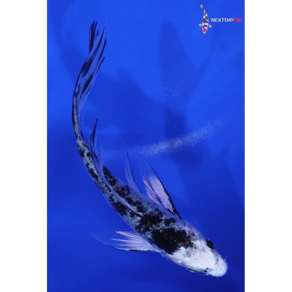 4” Imported Gin Shiro Bekko Butterfly Koi
