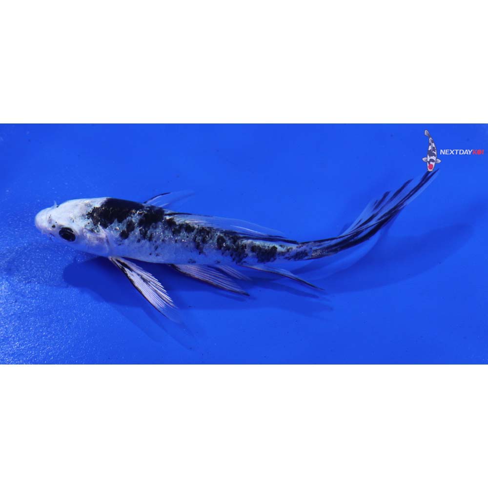 4” Imported Gin Shiro Bekko Butterfly Koi