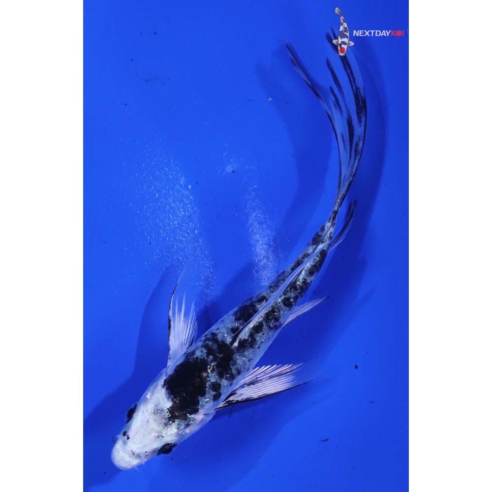 4” Imported Gin Shiro Bekko Butterfly Koi