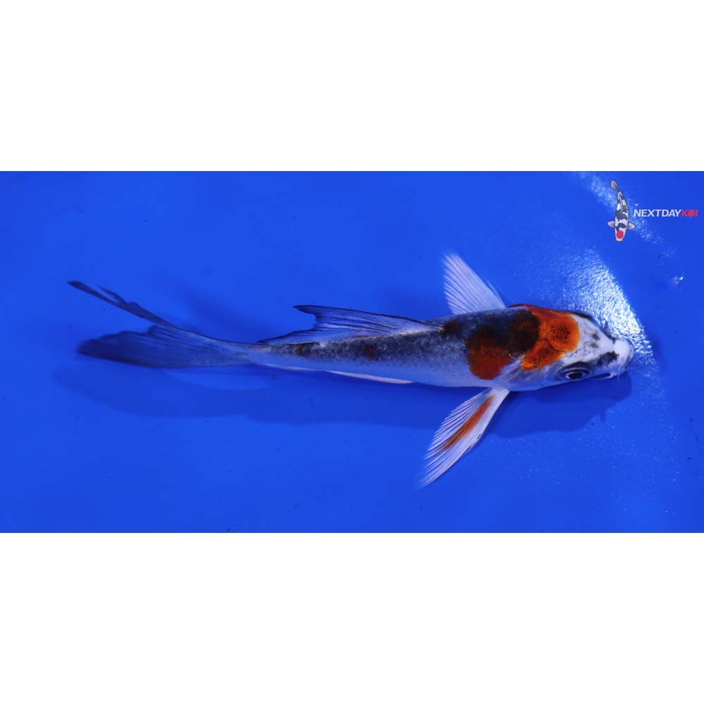 4” Imported Kujaku Butterfly Koi