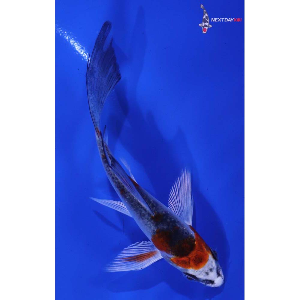 4” Imported Kujaku Butterfly Koi