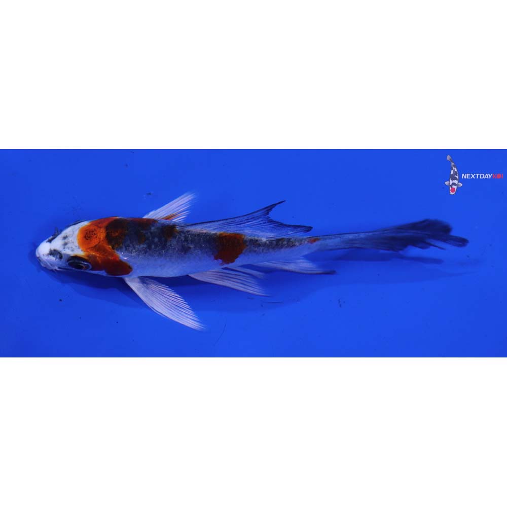 4” Imported Kujaku Butterfly Koi