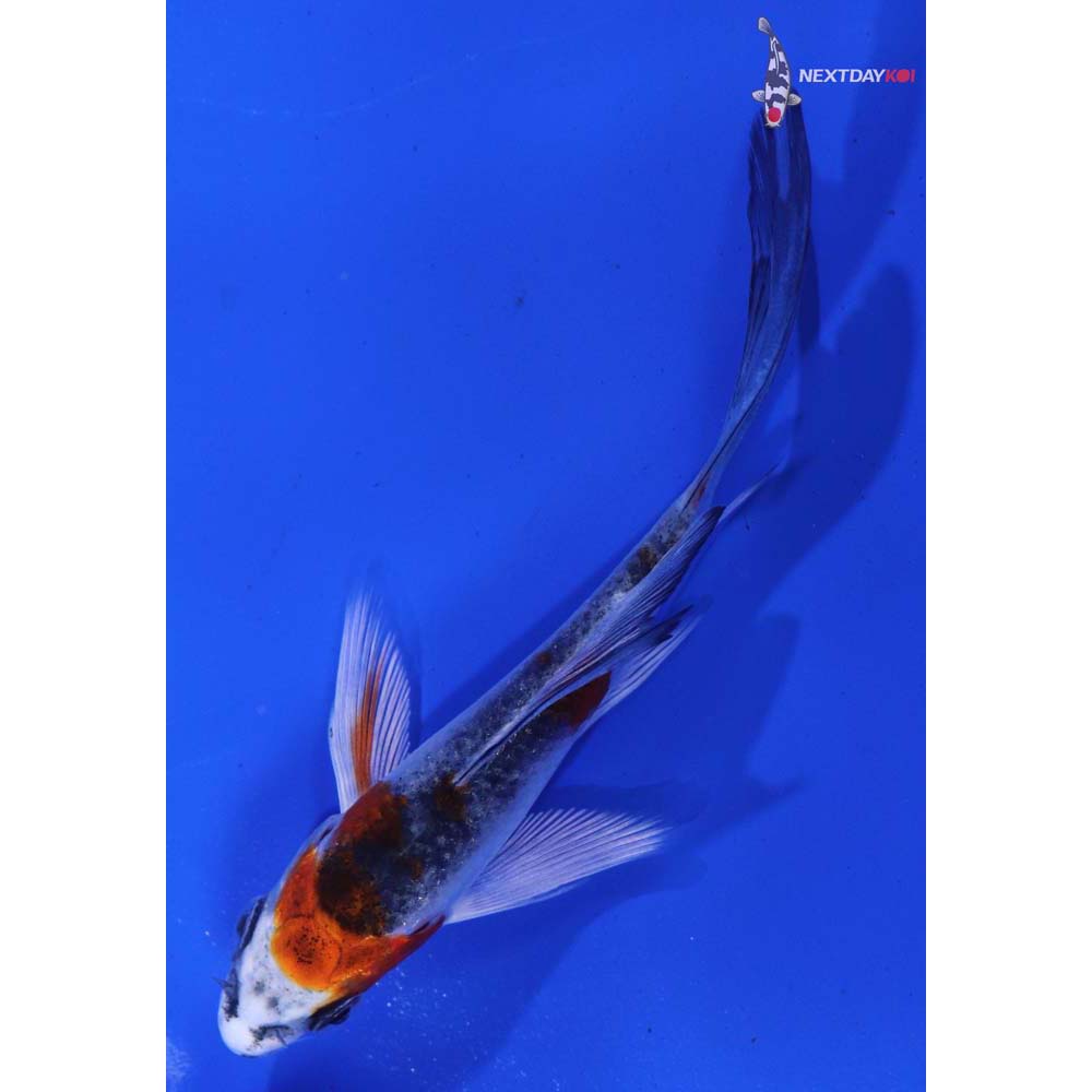 4” Imported Kujaku Butterfly Koi