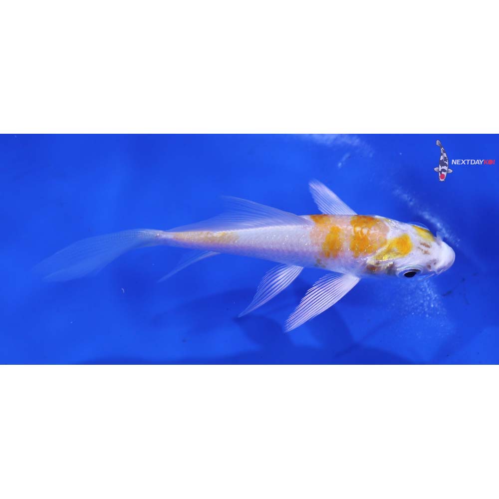 4” Imported Hariwake Butterfly Koi