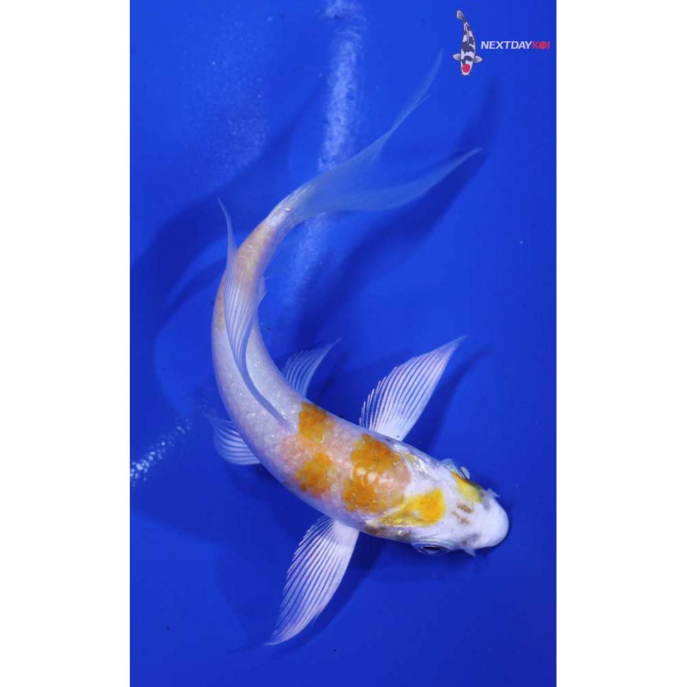 4” Imported Hariwake Butterfly Koi