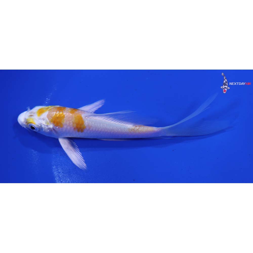 4” Imported Hariwake Butterfly Koi