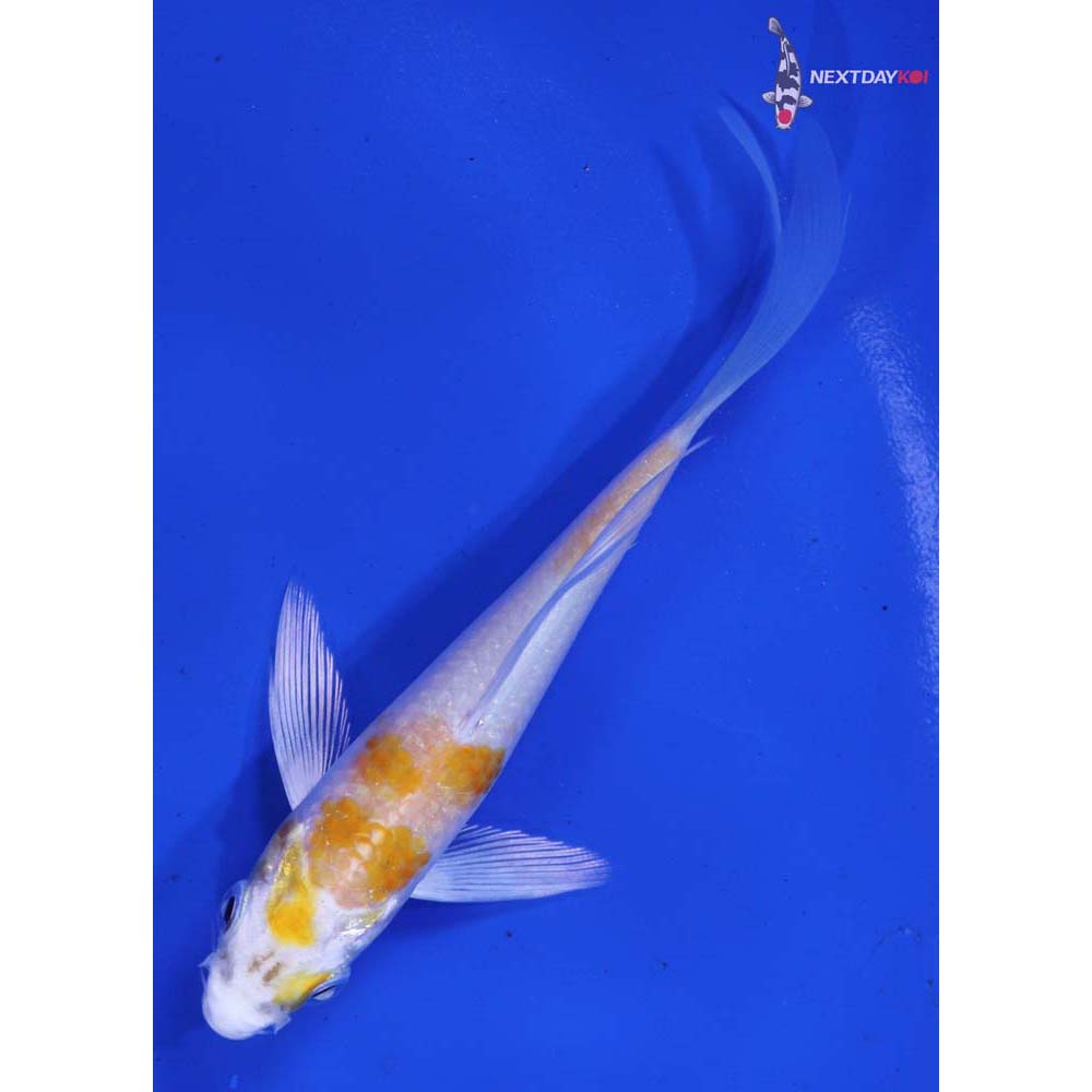 4” Imported Hariwake Butterfly Koi