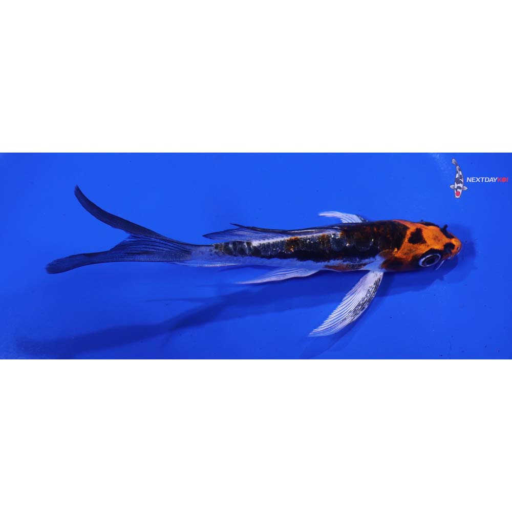 5” Imported Kin Kikokuryu Butterfly Koi