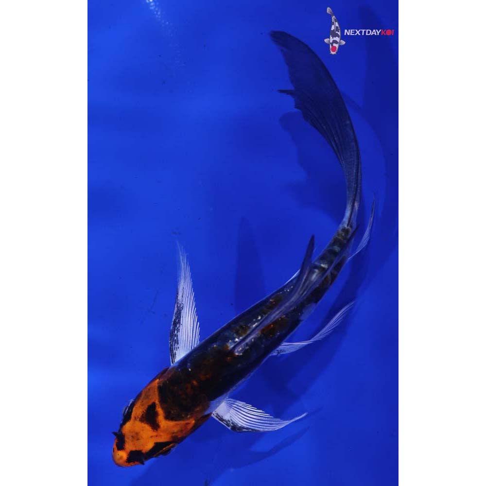 5” Imported Kin Kikokuryu Butterfly Koi