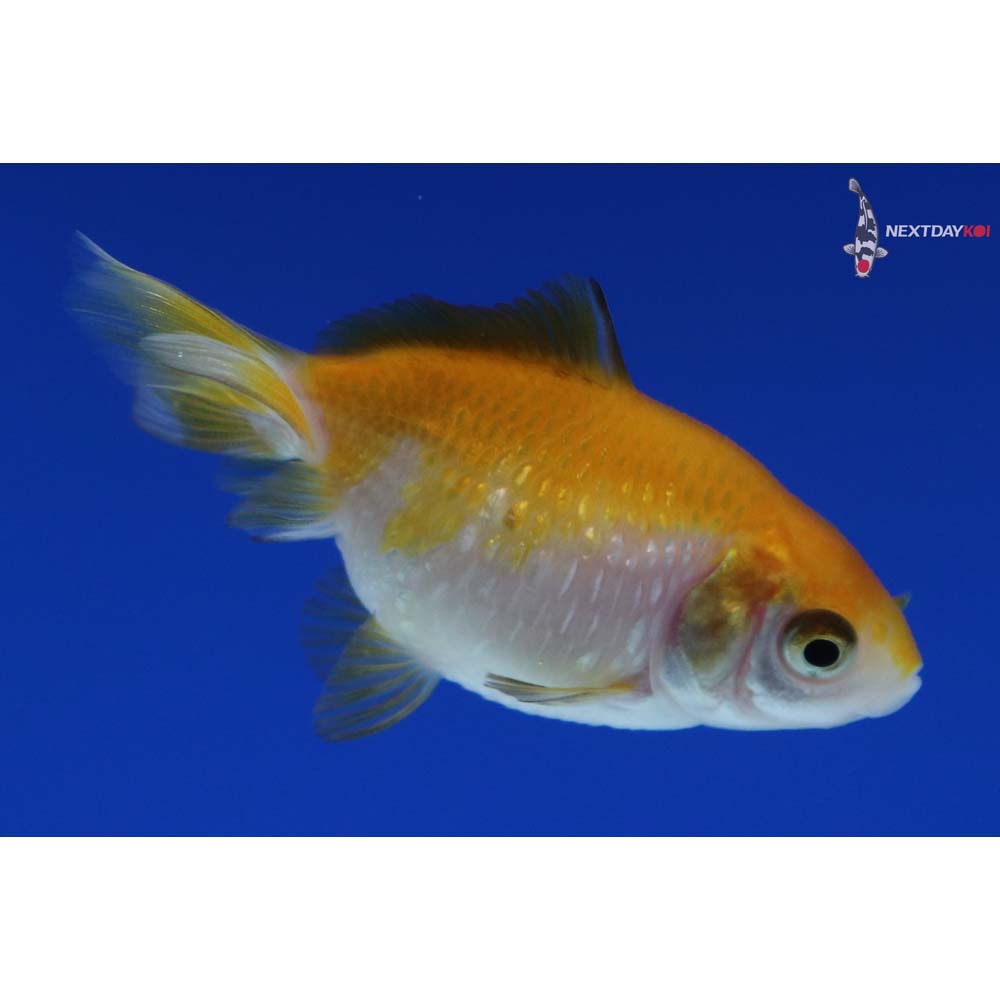 2” Imported Yellow and White Pearlscale