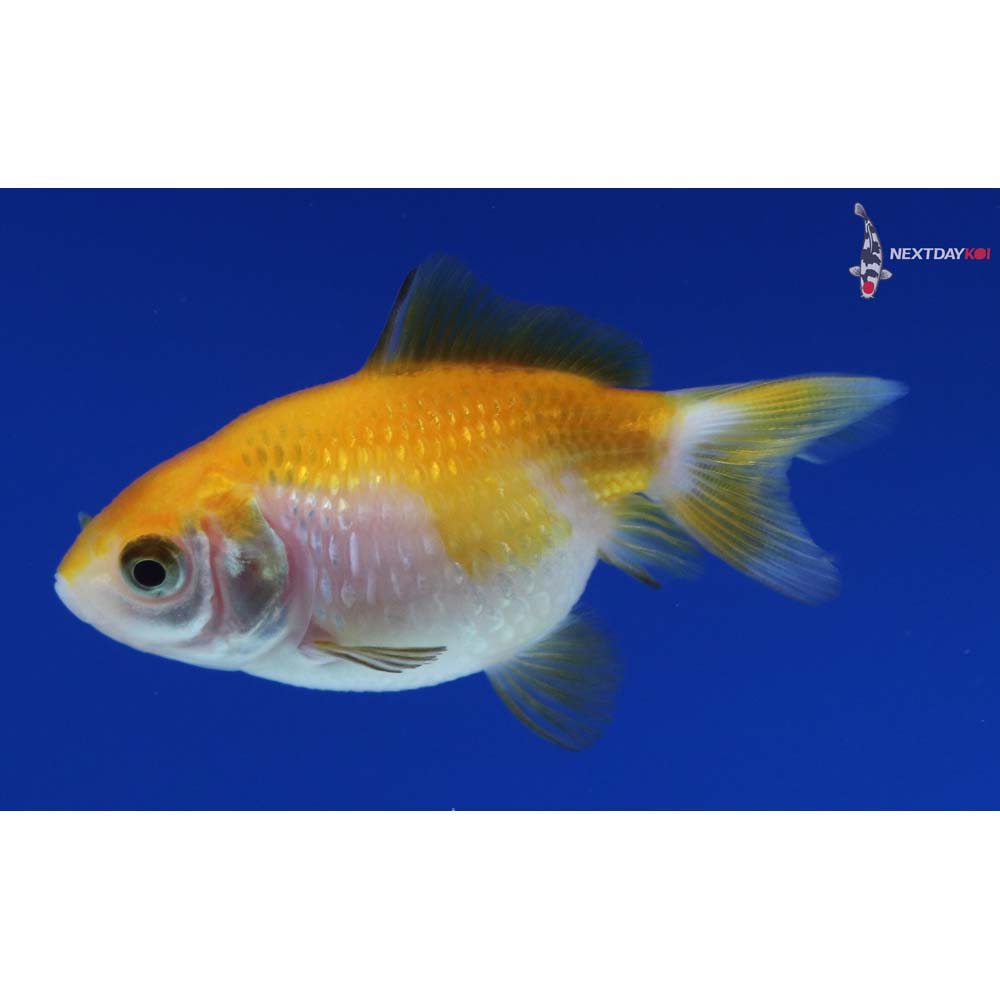 2” Imported Yellow and White Pearlscale