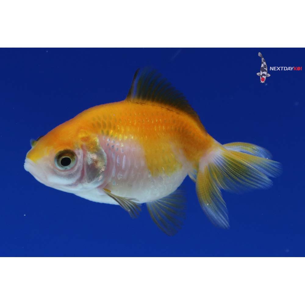 2” Imported Yellow and White Pearlscale