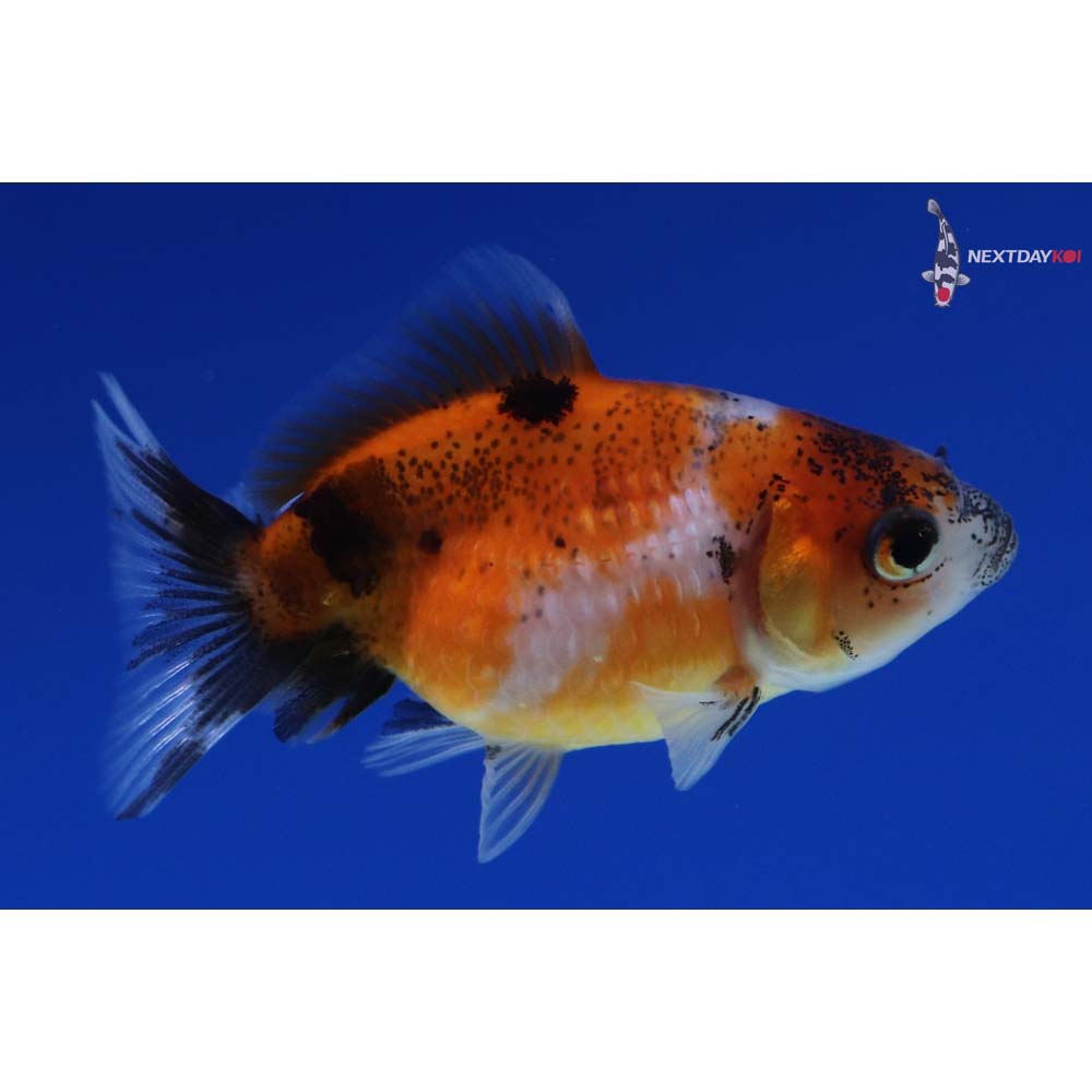 2” Imported Calico Pearlscale