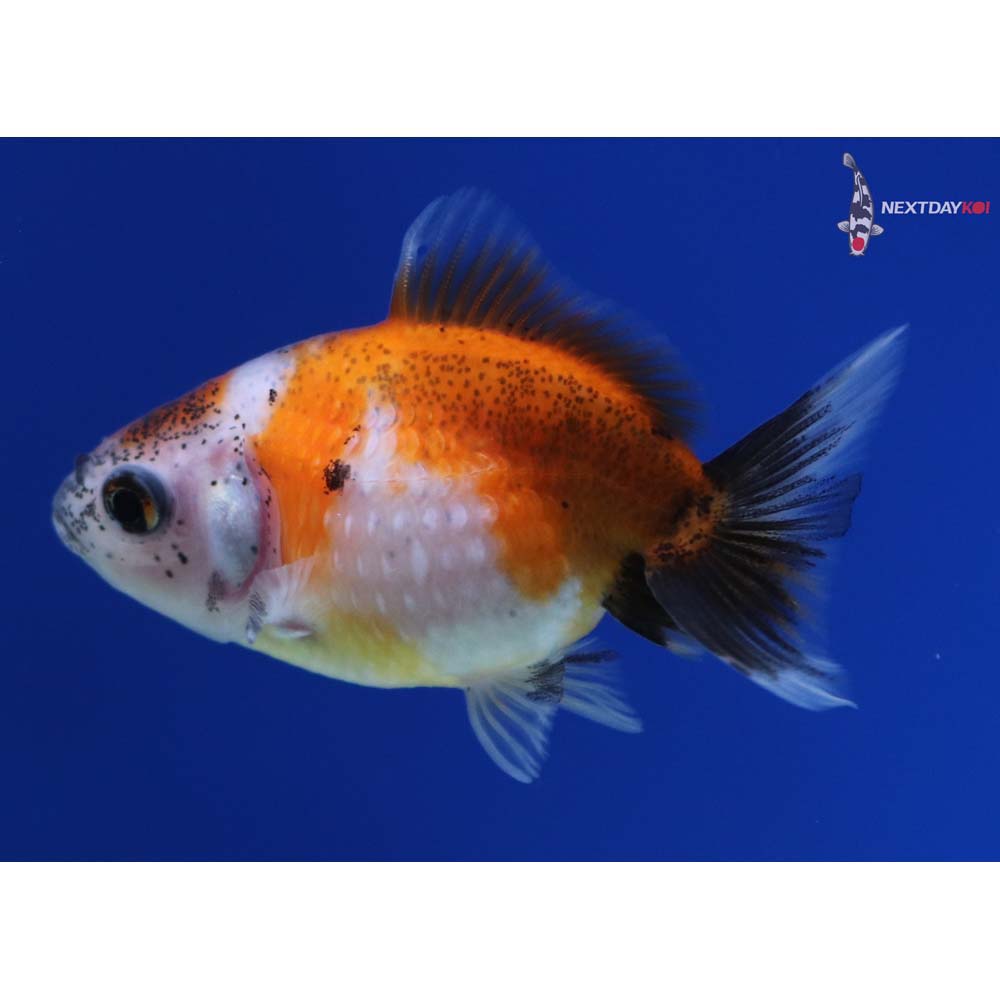 2” Imported Calico Pearlscale