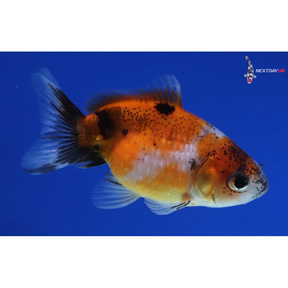 2” Imported Calico Pearlscale