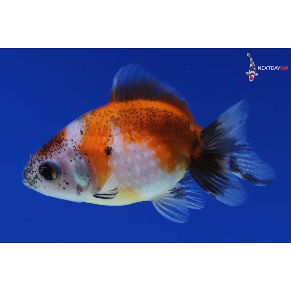 2” Imported Calico Pearlscale