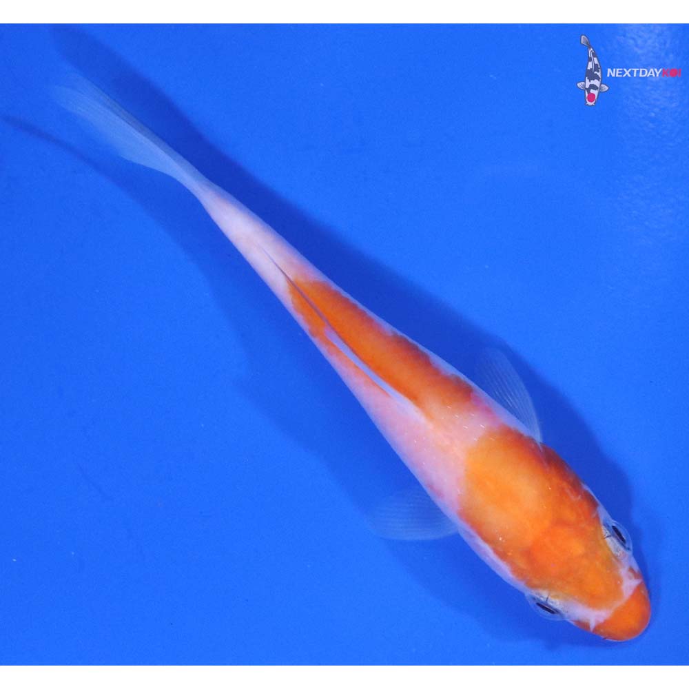 3.5” Imported Kohaku
