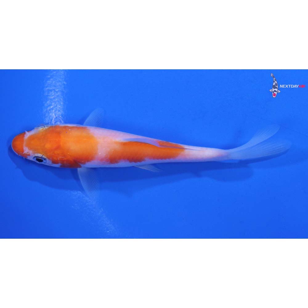 3.5” Imported Kohaku