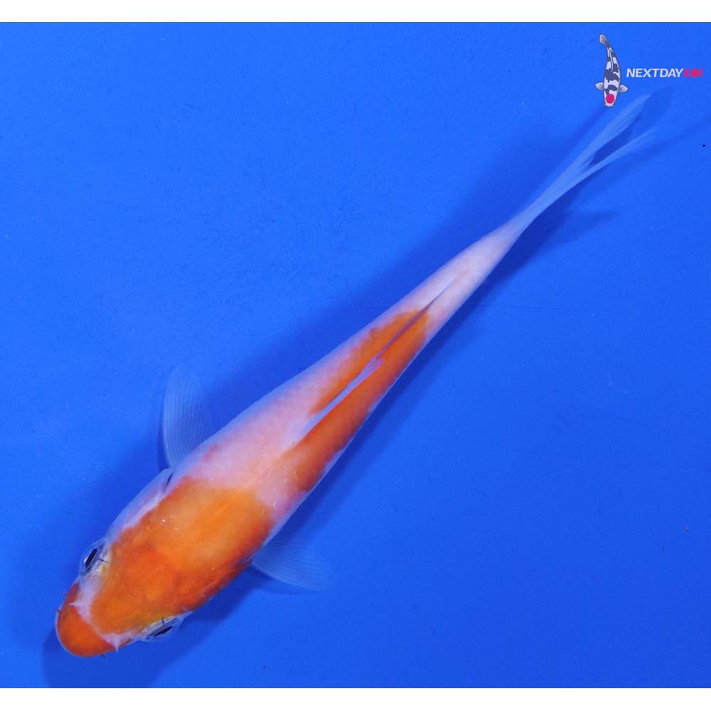 3.5” Imported Kohaku