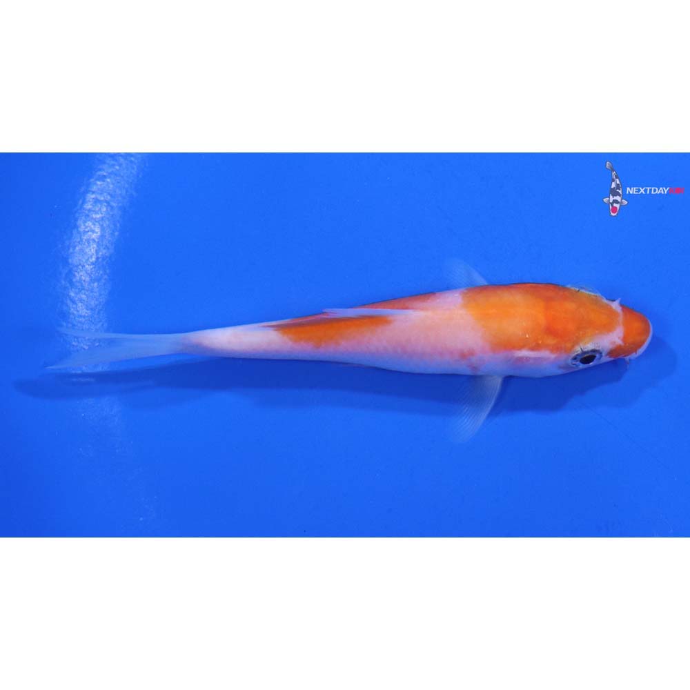 3.5” Imported Kohaku