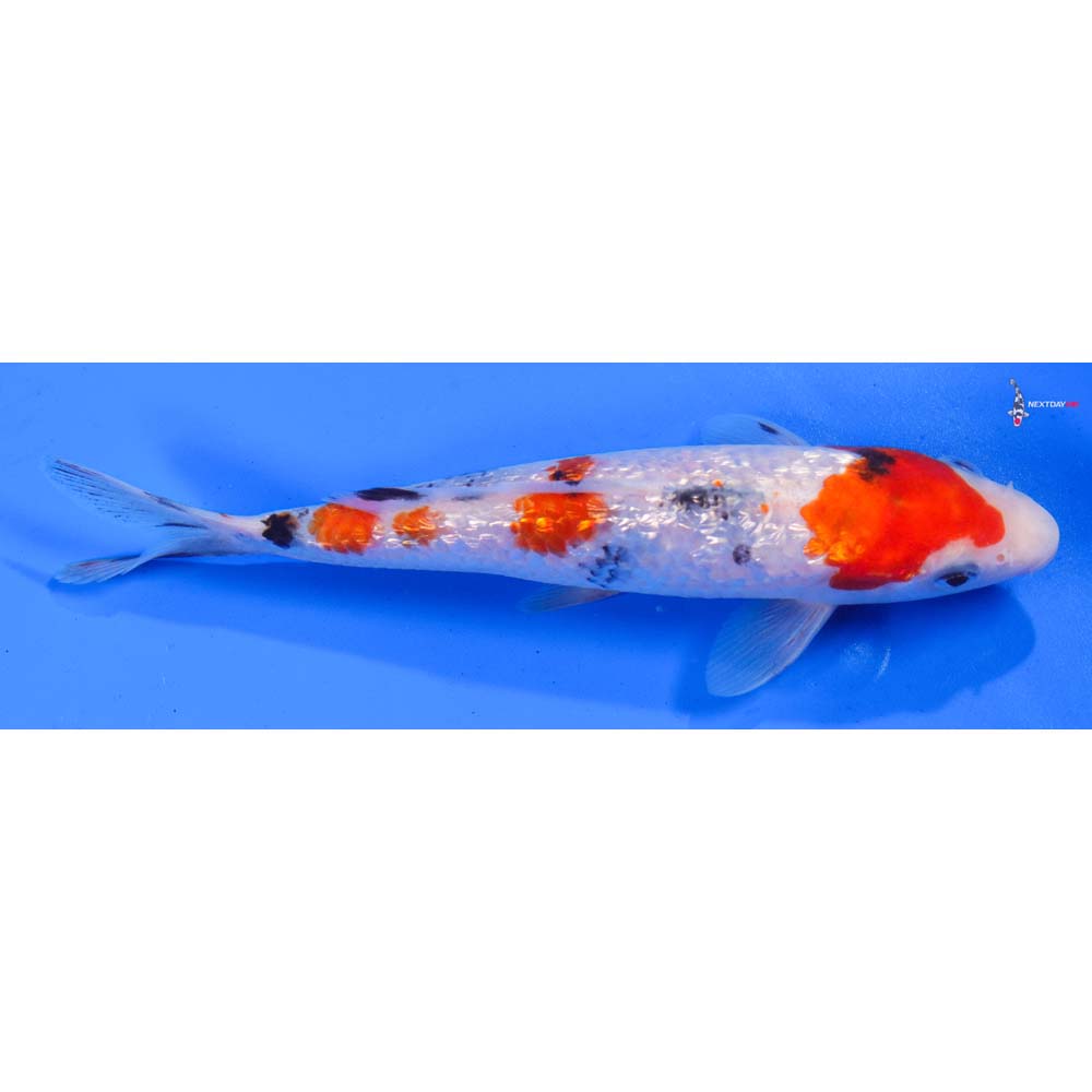 6” Imported Gin Rin Sanke