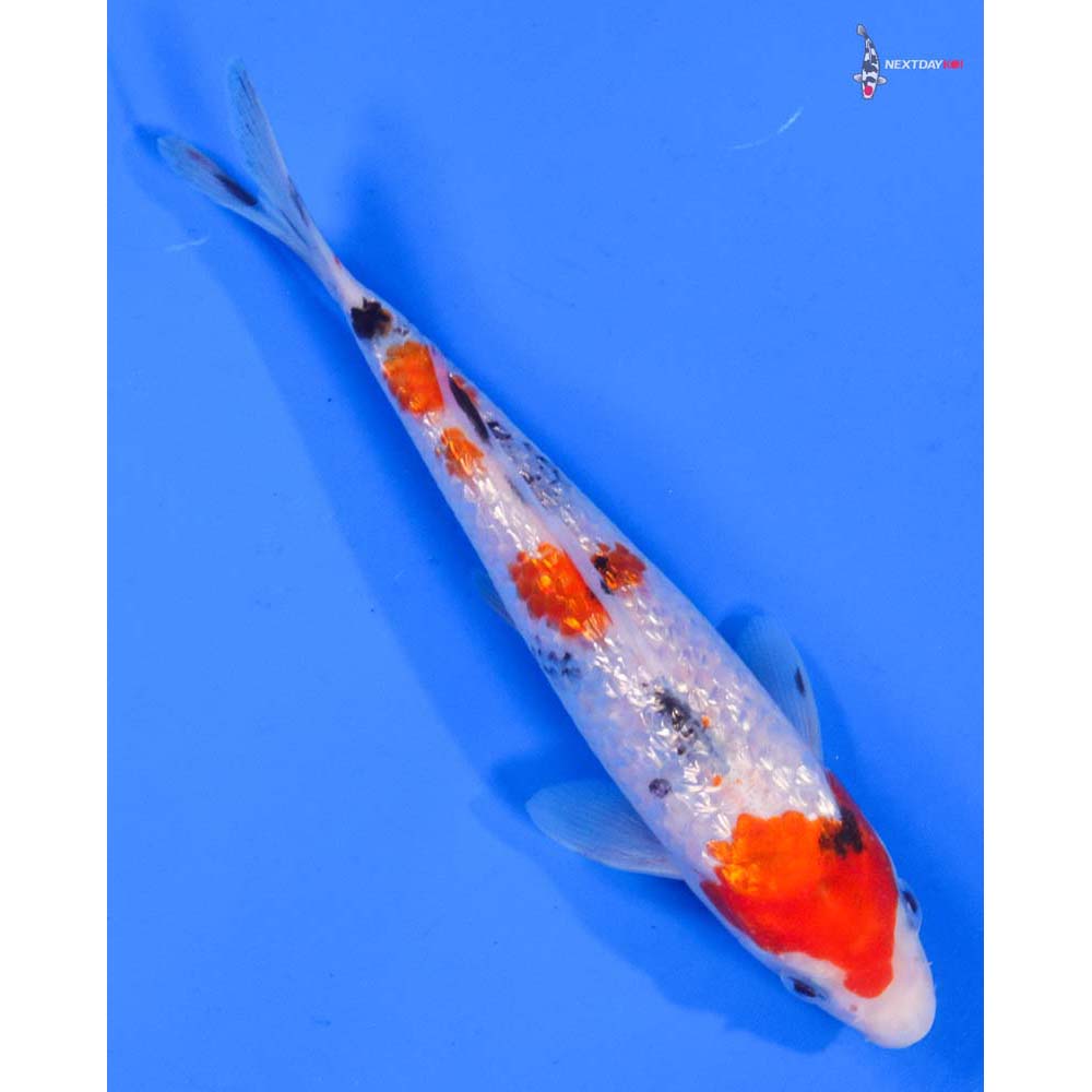 6” Imported Gin Rin Sanke