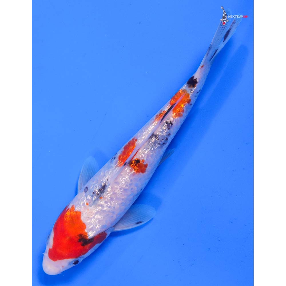 6” Imported Gin Rin Sanke