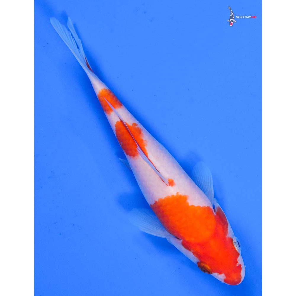 5.5” Imported Kohaku