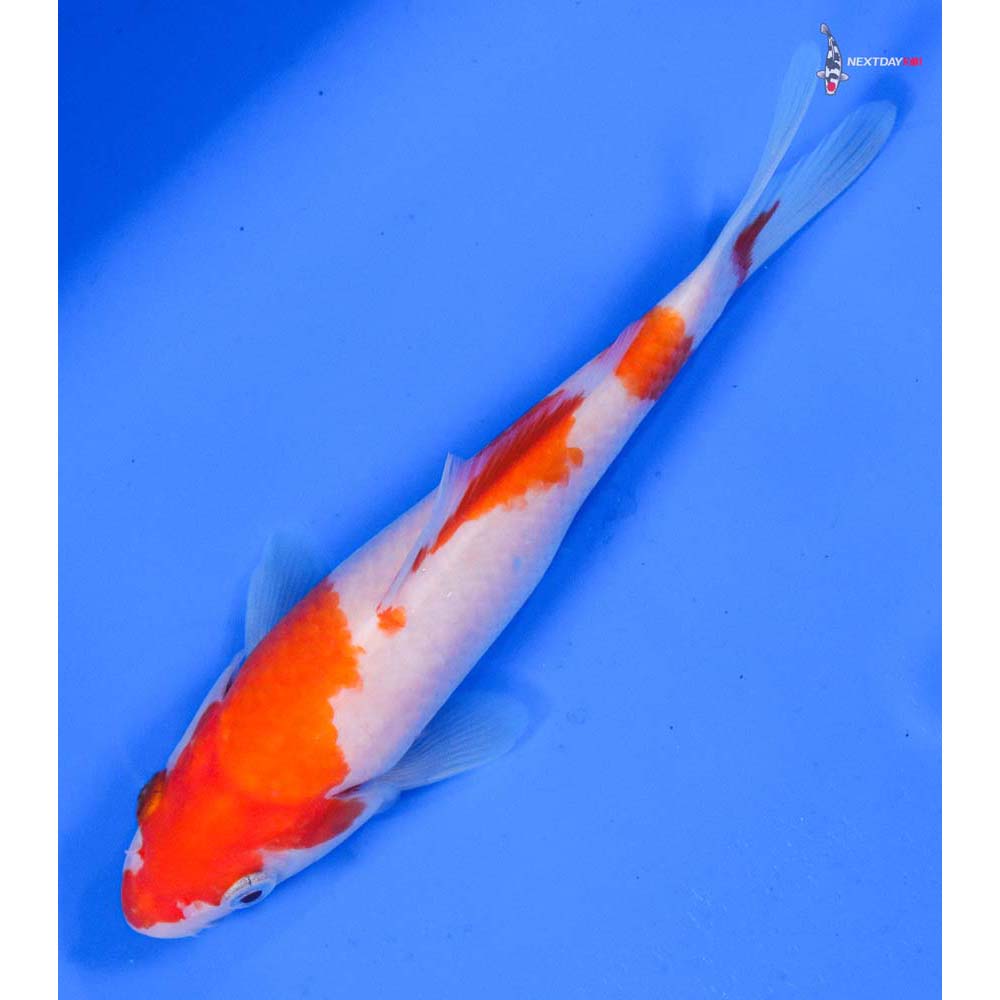 5.5” Imported Kohaku