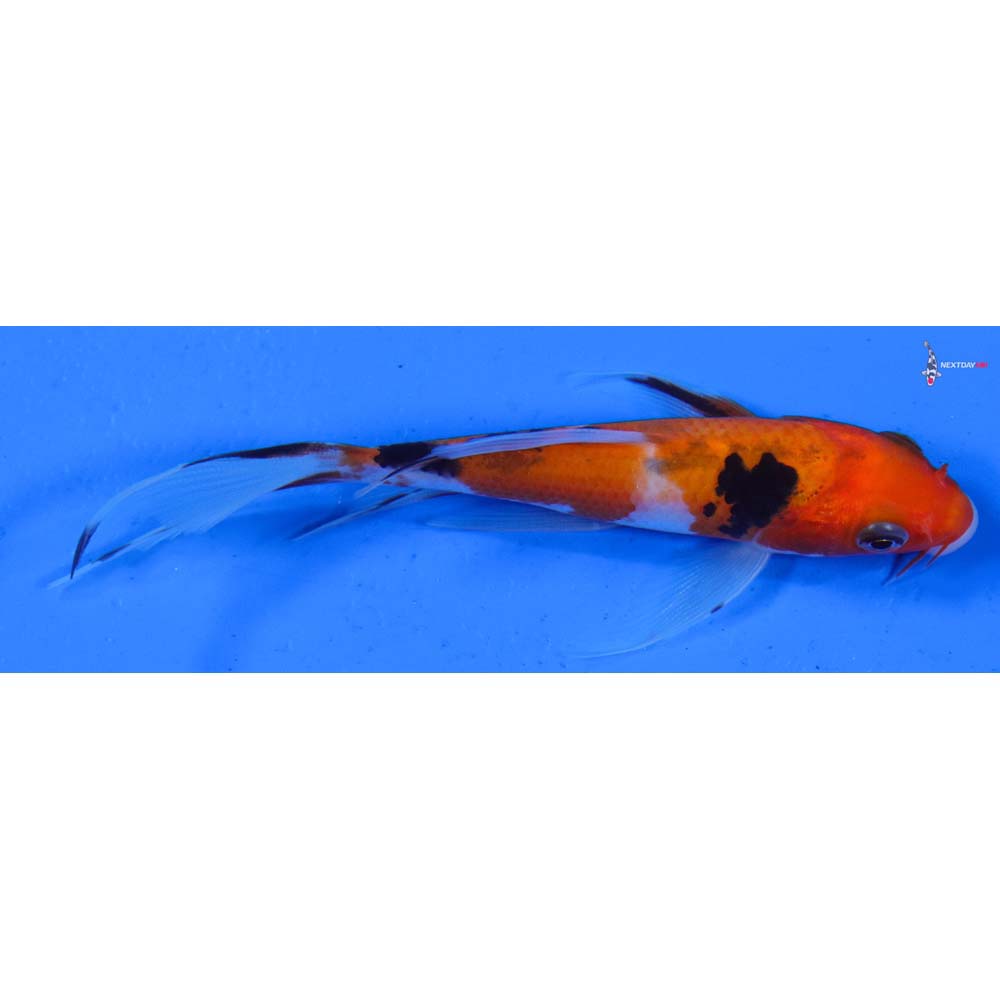 4” Imported Sanke Butterfly Koi
