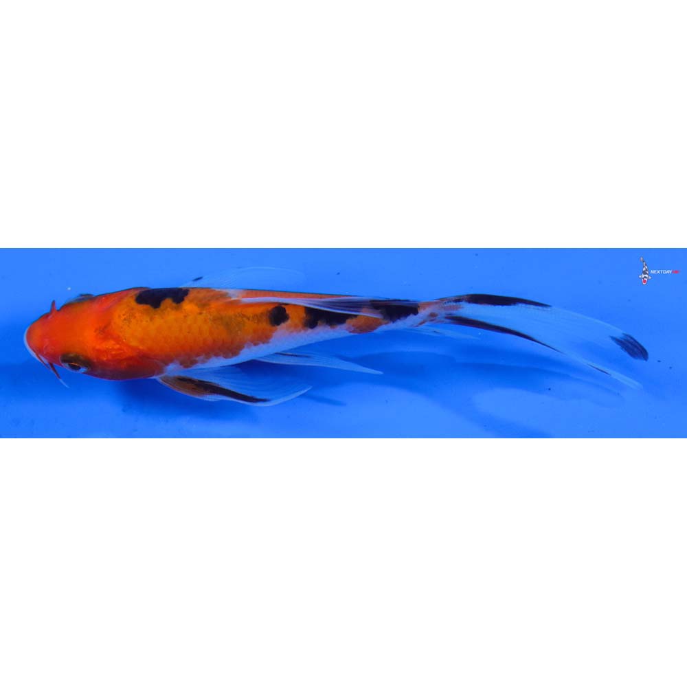 4” Imported Sanke Butterfly Koi