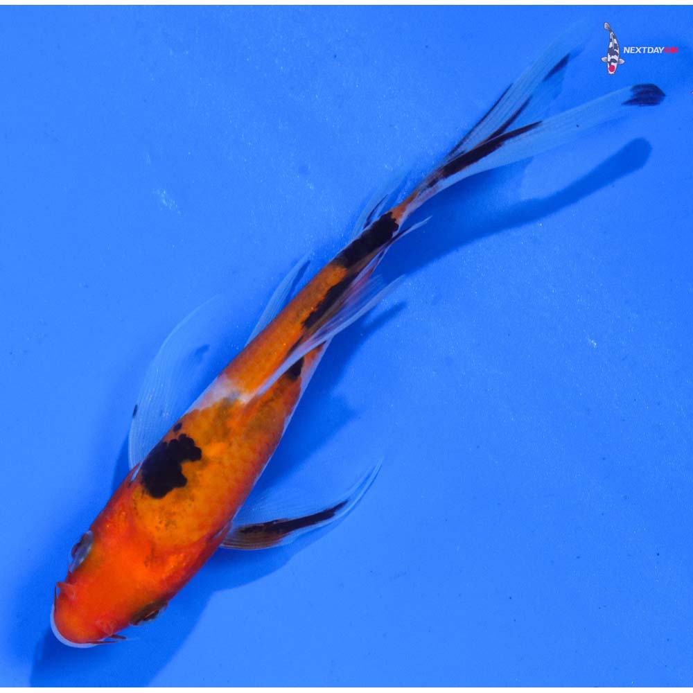 4” Imported Sanke Butterfly Koi