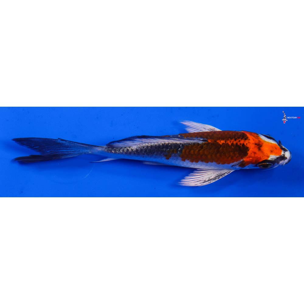 4.5” Imported Kujaku Butterfly Koi