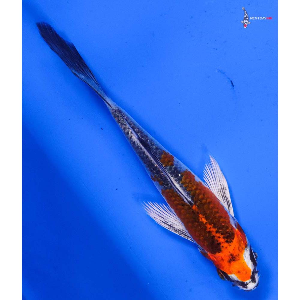 4.5” Imported Kujaku Butterfly Koi