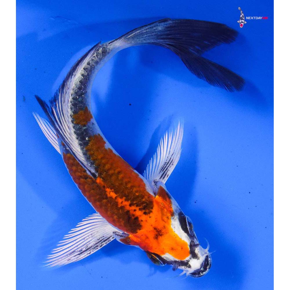 4.5” Imported Kujaku Butterfly Koi