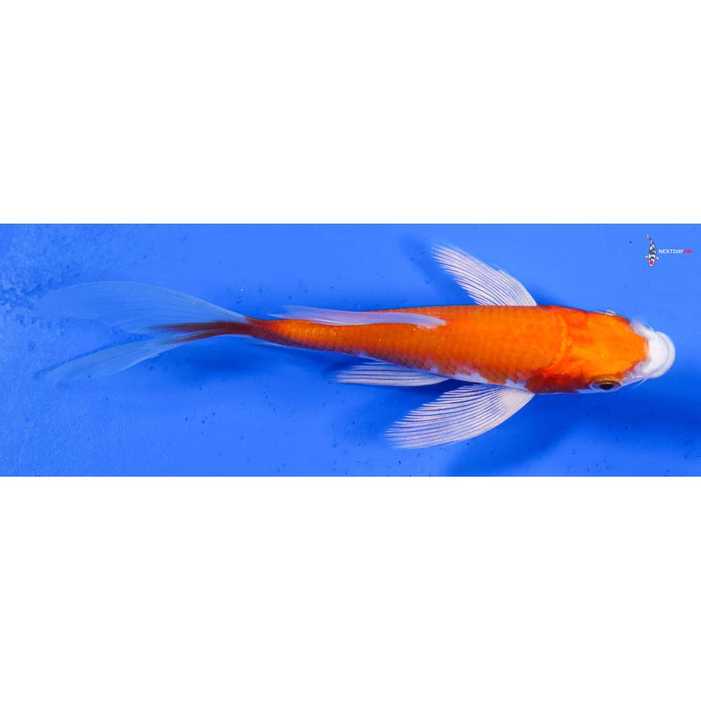 4.5” Imported Hariwake Butterfly Koi